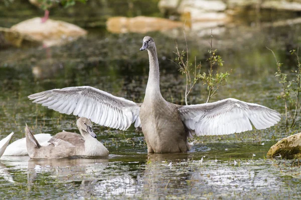 Hrbatá Labuť Vodě — Stock fotografie