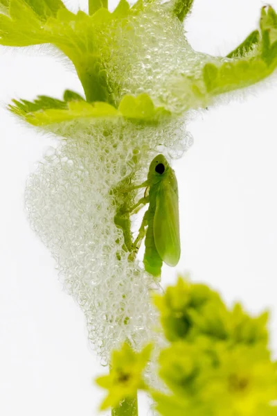 Larva Hayhorse Verde Seu Casulo Espuma Logo Após Eclodir — Fotografia de Stock