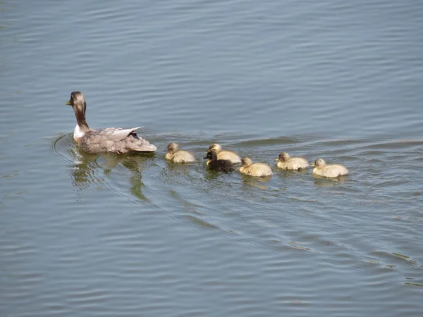 鸭子的家人在水里 — 图库照片