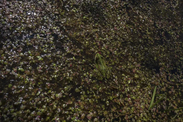 Rana Estanque Pelophylax Esculentus Entre Lentes Agua Pantano Vista Detallada —  Fotos de Stock
