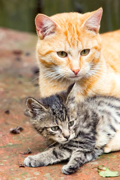 Röd Katt Leker Utomhus Med Katt Baby — Stockfoto