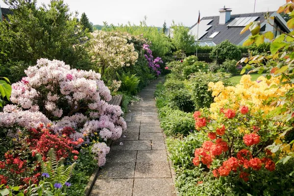 Way Flowering Garden Summer Rhododendron — Stock Photo, Image