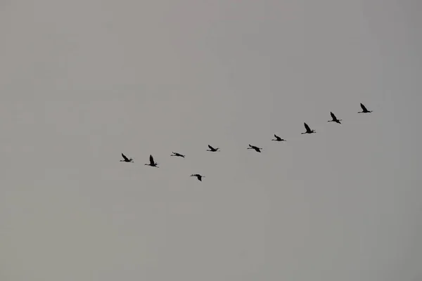 Flying Cranes Baltic Sea — Stock Photo, Image