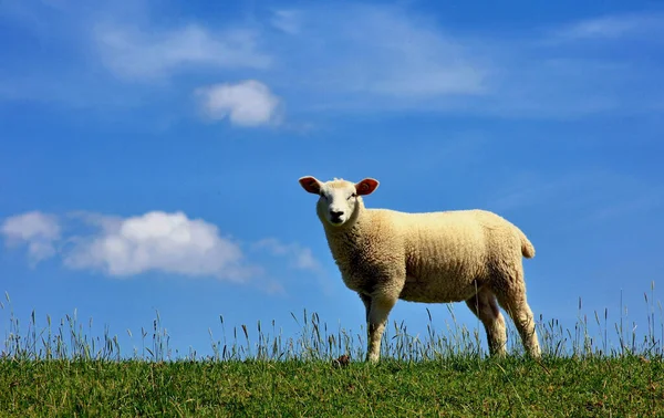 Cuxhaven Altenbruch堤坝上的羔羊 那里的羊被用来照料堤坝 并保证有一个能承受风暴潮的坚实的草地疤痕 — 图库照片