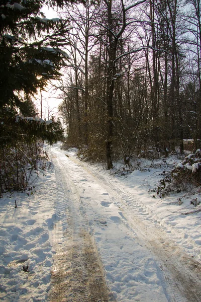 Sendero Forestal Cubierto Nieve Durante Día Invierno —  Fotos de Stock
