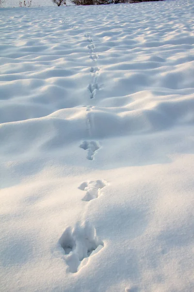 Ίχνη Ζώων Στο Χιόνι Ένα Χωράφι Κατά Διάρκεια Της Ημέρας — Φωτογραφία Αρχείου