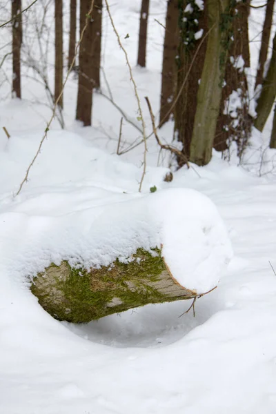 Tronco Albero Con Neve Una Foresta Inverno Durante Giorno — Foto Stock