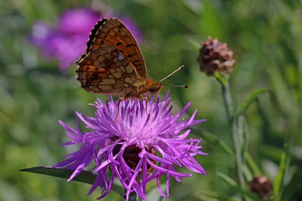 Piccola Farfalla Sul Fiore Concetto Natura Selvaggia — Foto Stock