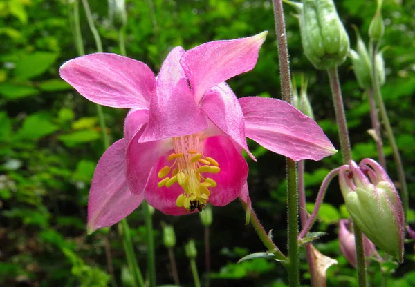 Akelei Aquilegia Vulgaris Kwiat Bliska Parku Przyrody Arnsberg Forest Czerwono — Zdjęcie stockowe