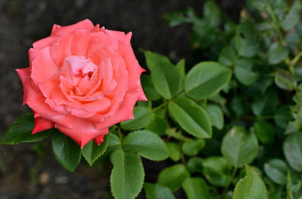 Vue Fleur Rose Haut — Photo