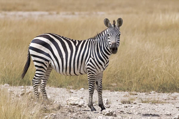 Steppe Zebra Equus Quagga Lub Koń Zebra Park Narodowy Amboseli — Zdjęcie stockowe