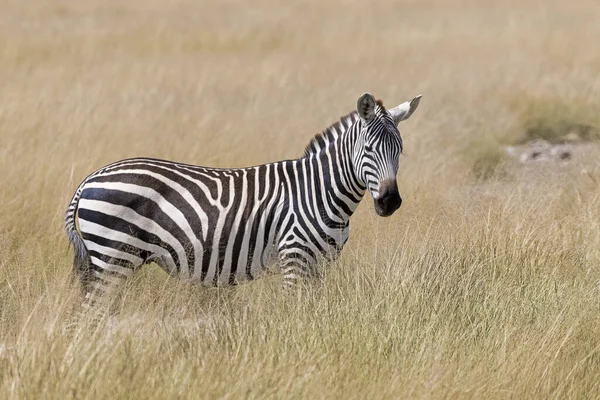 Steppe Zebra Equus Quagga Lub Konina Zebra Trawie Stepowej Park — Zdjęcie stockowe