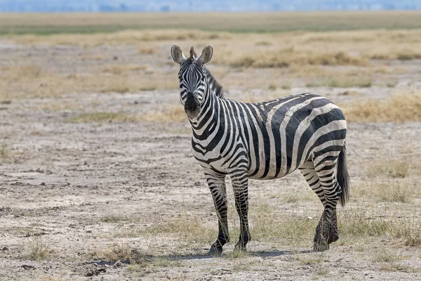 Steppe Zebra Equus Quagga Lub Koń Zebra Park Narodowy Amboseli — Zdjęcie stockowe