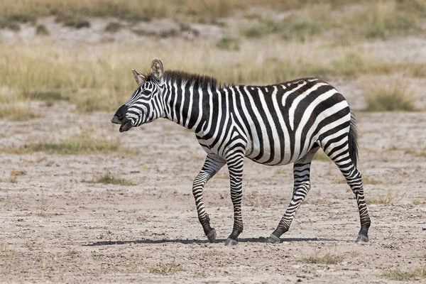 Howherndes Estepe Zebra Equus Quagga Zebra Cavalo Parque Nacional Amboseli — Fotografia de Stock