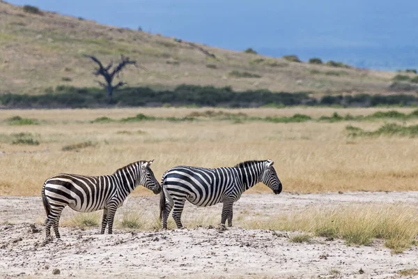 Zebras Estepe Equus Quagga Zebras Cavalo Parque Nacional Amboseli Quênia — Fotografia de Stock