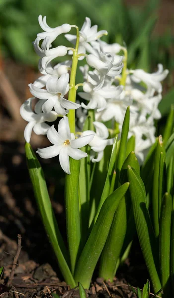 Hiacynt Zwyczajny Hyacinthus Orientalis Kwiaty Wiosny — Zdjęcie stockowe
