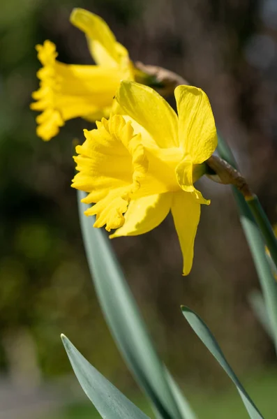 Daffodil Narciso Pseudonarcissus Flores Primavera — Fotografia de Stock