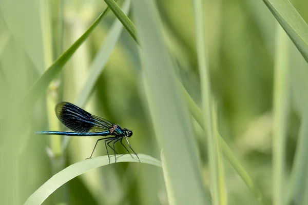 Blue Dragonfly Sits Blade Grass Blurred Background Text Room Stock Image