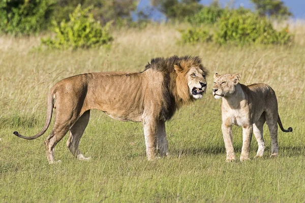 Lions Panthera Leo Accouplement Masai Mara Comté Narok Kenya Afrique — Photo