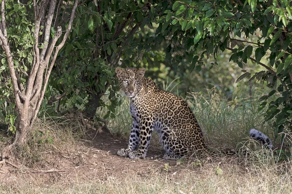 Leopardo Panthera Pardus Masai Mara Kenia África Oriental — Foto de Stock