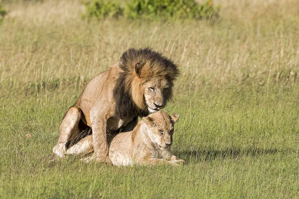 東アフリカケニアのナロック郡マサイ Masai Mara Narok County でのライオン Panthera Leo 今始まる — ストック写真