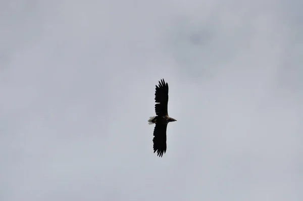 Flying Sea Eagle Haliaeetus Albicilla Henningsvaer Norway Lofoten Experimentar Esta — Foto de Stock