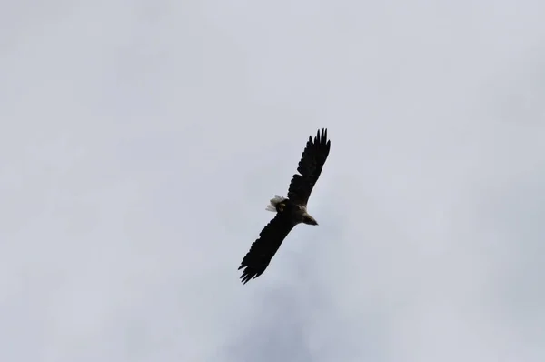 Flying Sea Eagle Haliaeetus Albicilla Henningsvaer Norway Lofoten Experimentar Esta — Foto de Stock