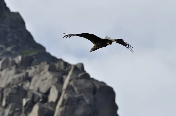 Летающий Морской Орел Haliaeetus Albicilla Близ Хеннингсваера Норвегии Лофотене Опыт — стоковое фото