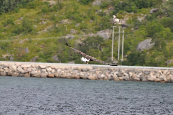 Fliegender Seeadler Haliaeetus Albicilla Bei Henningsvaer Norwegen Auf Den Lofoten — Stockfoto