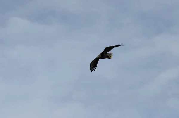 Flying Sea Eagle Haliaeetus Albicilla Henningsvaer Norway Lofoten Experimentar Esta — Foto de Stock