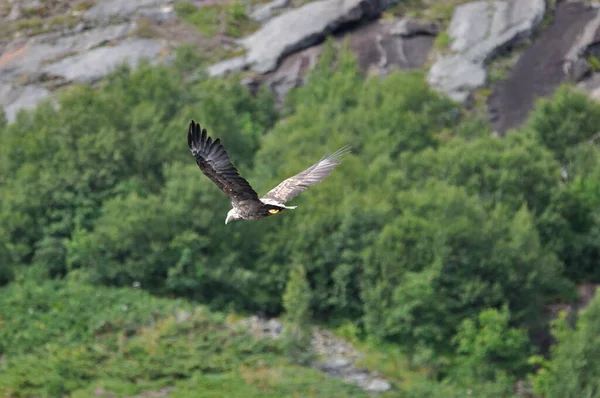 Fliegender Seeadler Haliaeetus Albicilla Bei Henningsvaer Norwegen Auf Den Lofoten — Stockfoto