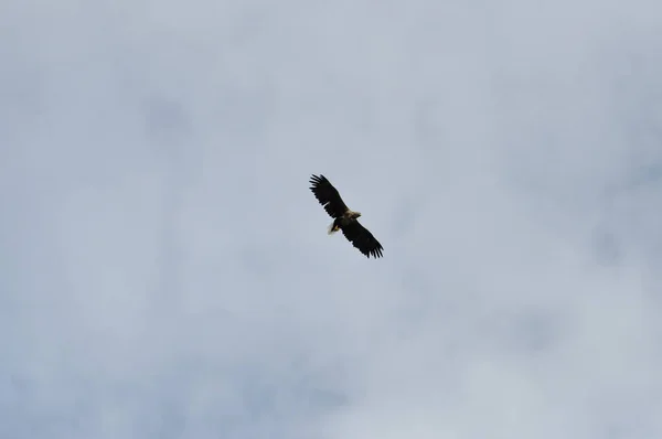 Flying Sea Eagle Haliaeetus Albicilla Henningsvaer Norway Lofoten Experimentar Esta — Foto de Stock