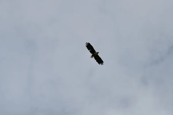 Flying Sea Eagle Haliaeetus Albicilla Henningsvaer Norway Lofoten Experimentar Esta —  Fotos de Stock