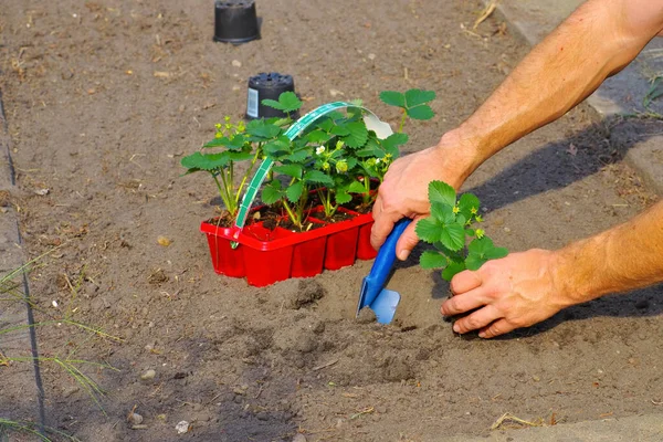 Planta Fresa Plantando Cama Jardín Verano Plantando Una Planta Fresa — Foto de Stock