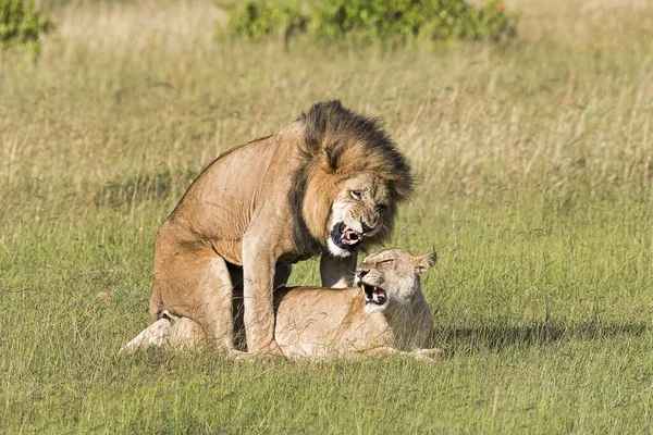 Леви Panthera Leo Паруванні Масаї Мара Округ Нарок Кенія Східна — стокове фото
