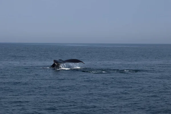 Una Hermosa Ballena Jorobada Océano Atlántico — Foto de Stock