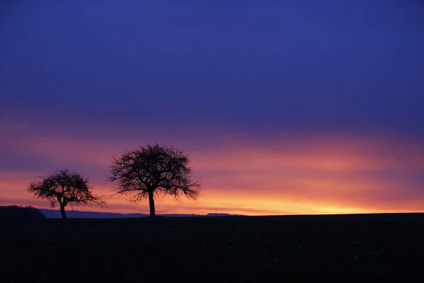 Árvores Luz Vermelho Manhã — Fotografia de Stock