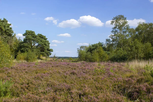 Heathland National Park Maasduinen Нідерланди — стокове фото