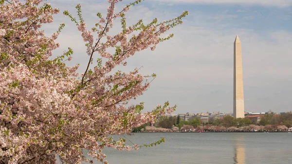 Отверстие Между Деревьями Позволяет Увидеть Памятник Вашингтону Округе Колумбия — стоковое фото