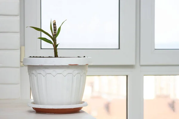 窓辺の大きな鍋に屋内植物の苗 — ストック写真