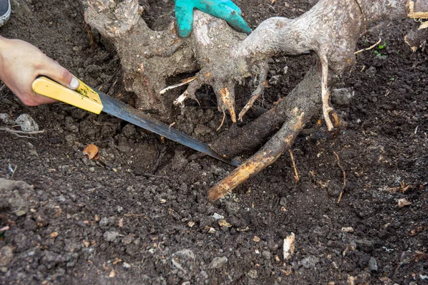 Serrar Com Uma Serra Para Remover Toco Árvore Jardim — Fotografia de Stock