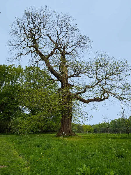 Kastanienbaum Castanea Sativa Bekommt Gerade Zeitigen Frühling Seine Neuen Blätter — Stockfoto