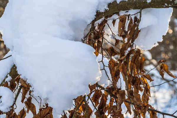冬に雪に覆われた枝に冷凍オークの葉 — ストック写真