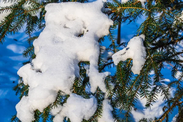 Nieve Cubierta Ramas Blancas Esponjosas Sobre Fondo Cielo Azul —  Fotos de Stock