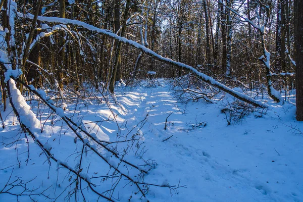 Δρόμο Χειμώνα Χιόνι Ένα Πευκόφυτο Δάσος Φυλλοβόλων — Φωτογραφία Αρχείου