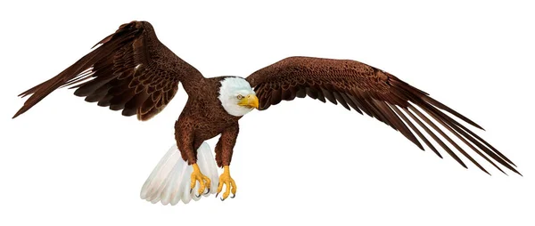 Fliegender Adler Isoliert Auf Weißem Hintergrund — Stockfoto
