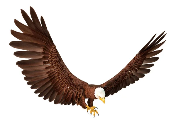 Ilustración Águila Voladora — Foto de Stock