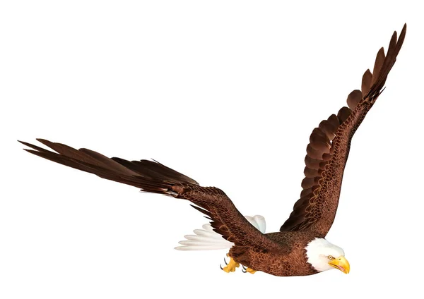 Fliegender Adler Isoliert Auf Weißem Hintergrund — Stockfoto