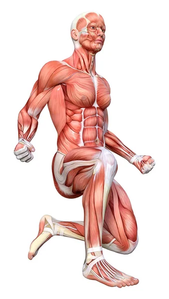 Rendering Male Figure Muscle Maps Isolated White Background — Stock Photo, Image