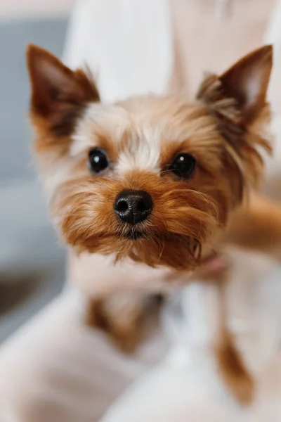 Petit Chien Race Terrier Promenade Avec Ses Propriétaires — Photo